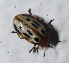 Chrysomela texana