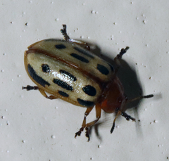 Chrysomela texana