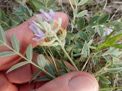 Astragalus lotiflorus