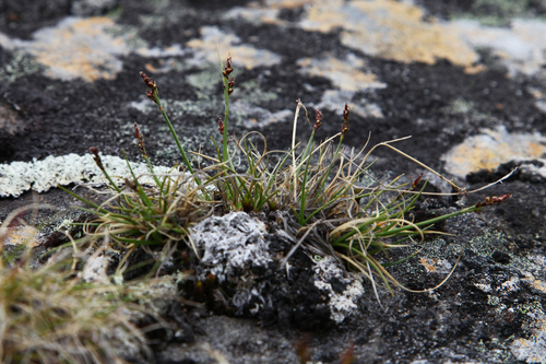 glacial sedge (Carex glacialis)