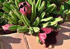 Stapelia leendertziae