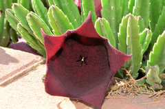 Stapelia leendertziae