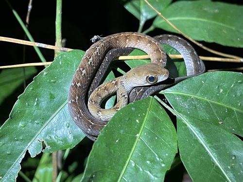 Atlantic Forest Racer