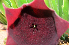 Stapelia leendertziae