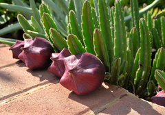 Stapelia leendertziae