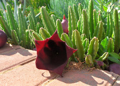 Stapelia leendertziae