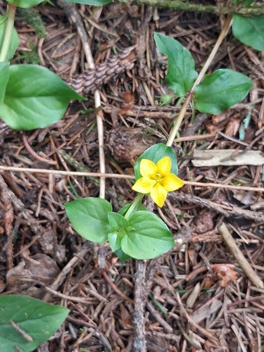 Yellow pimpernel (Lysimachia nemorum)