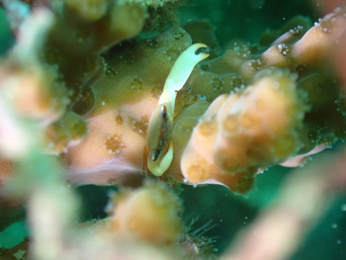 Tetralia glaberrima observed 2026-05-30
