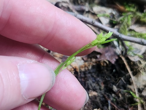 Carex digitalis, photograph 4