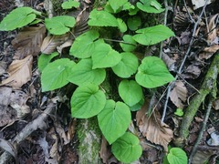 Viola blanda, photograph (c) Summit Metro Parks, some rights reserved (CC BY)