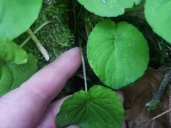 Viola blanda, photograph (c) Summit Metro Parks, some rights reserved (CC BY)