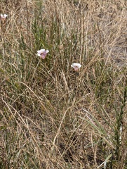 Calochortus argillosus, photograph author not stated, no rights reserved