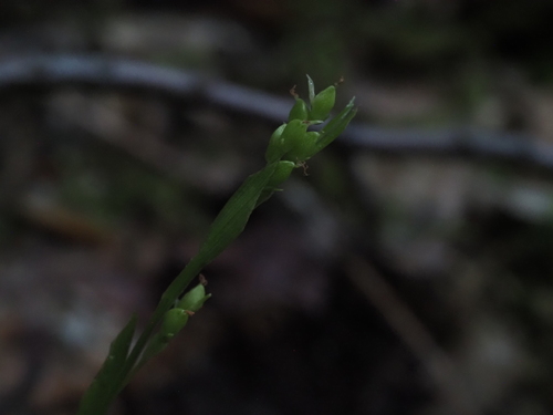 Carex digitalis, photograph 2