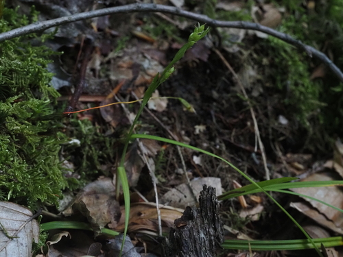 Carex digitalis, photograph 3