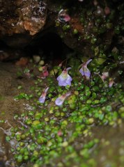 Utricularia striatula