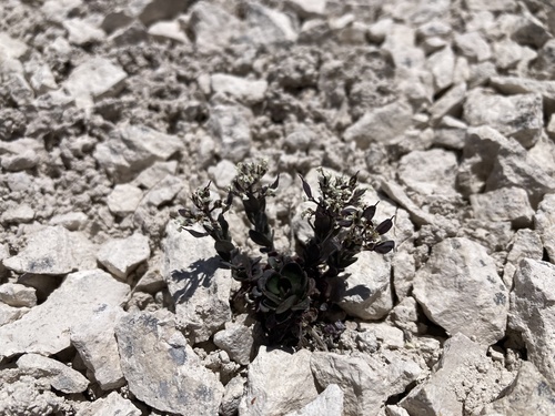 Thlaspi alpestre observed 2026-06-20