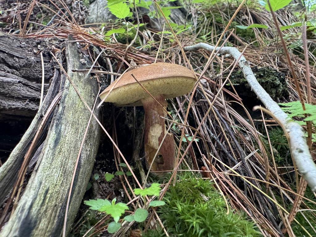 Bay Bolete