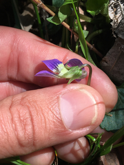 Viola hirsutula