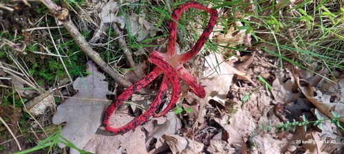 devil's-fingers