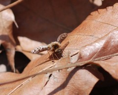 Bombylius callopterus