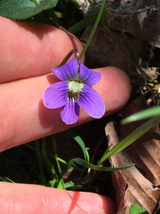 Viola hirsutula