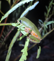 Pithecopus hypochondrialis