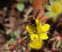 Bombylius callopterus