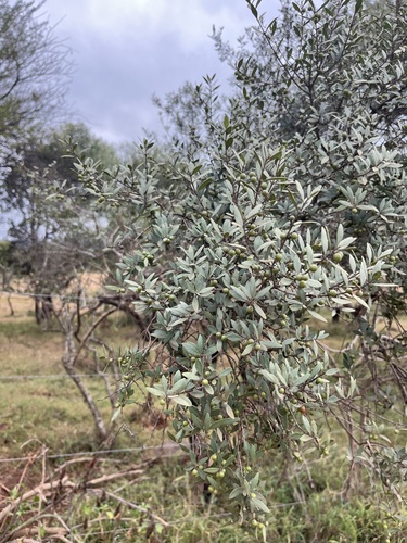 Euclea crispa, photograph 6