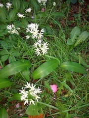 Allium ursinum