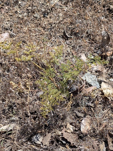 Lomatium dasycarpum, photograph 4