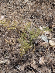 author not stated, no rights reserved Lomatium dasycarpum, photograph author not stated, no rights reserved