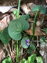 Viola hirsutula