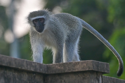 Vervet Monkey