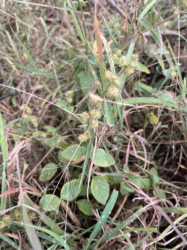 Pupalia lappacea, photograph 2