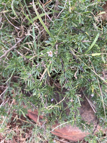 Lycium cinereum, photograph 2