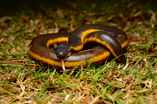 Koh Tao Caecilian