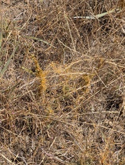Cuscuta californica, photograph author not stated, no rights reserved
