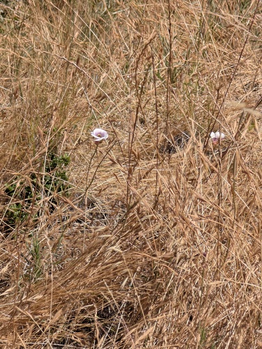 Calochortus argillosus, photograph 3