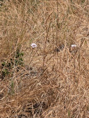 Calochortus argillosus, photograph author not stated, no rights reserved