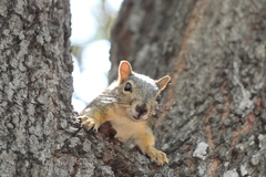 Sciurus nayaritensis