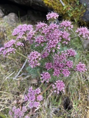 Lomatium columbianum
