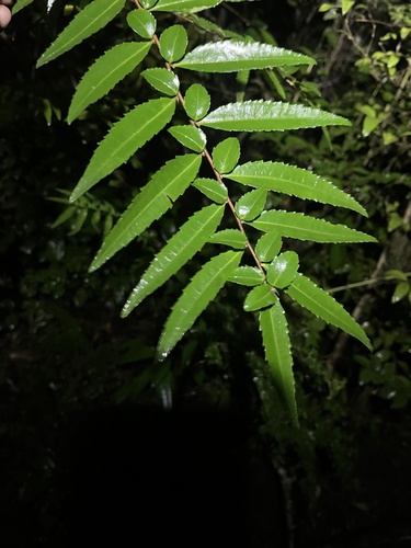 Azara lanceolata, photograph 6