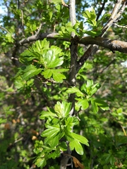 Crataegus ambigua