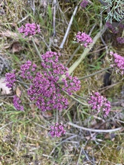 Lomatium columbianum