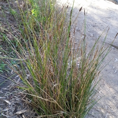 Carex tereticaulis