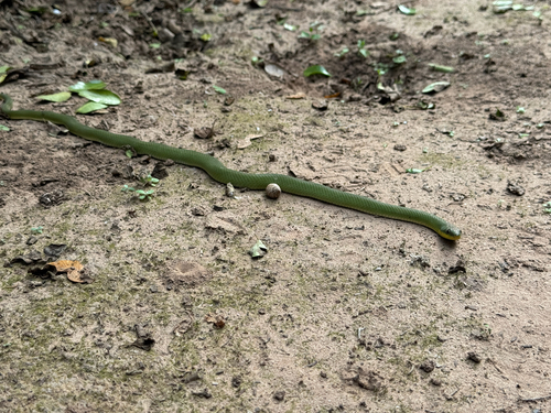 Günther’s Green Liophis