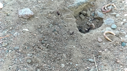 Nodal Desert Ant