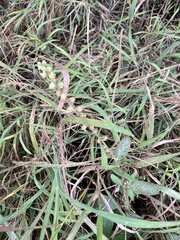 Pupalia lappacea, photograph author not stated, no rights reserved