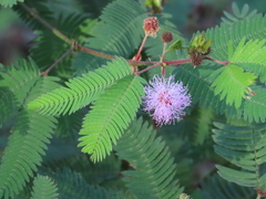 Mimosa polycarpa, photograph (c) Nicolas Olejnik, some rights reserved (CC BY)