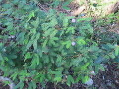 Mimosa polycarpa